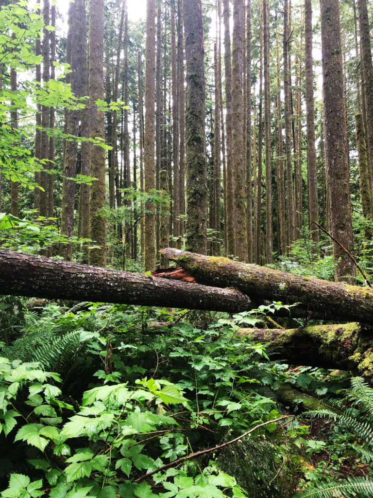 Golden Ears Provincial Park