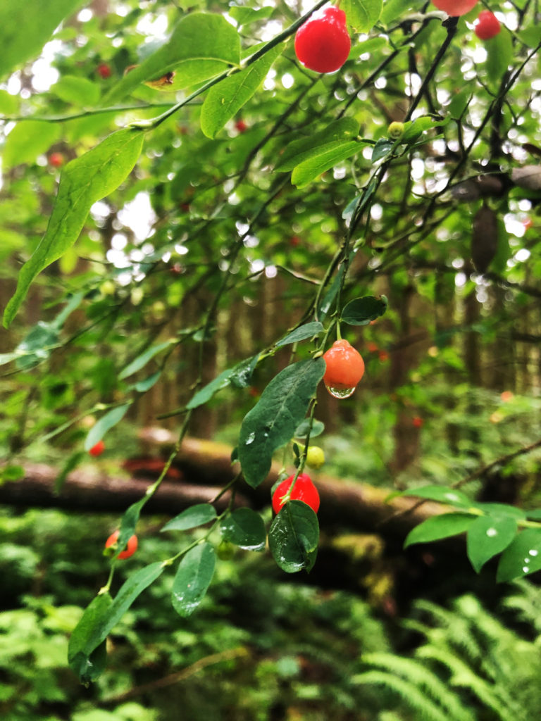 Golden Ears Provincial Park