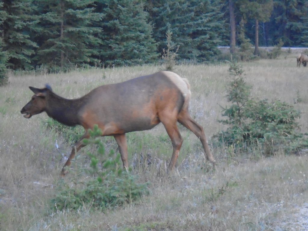 Jasper Wildlife