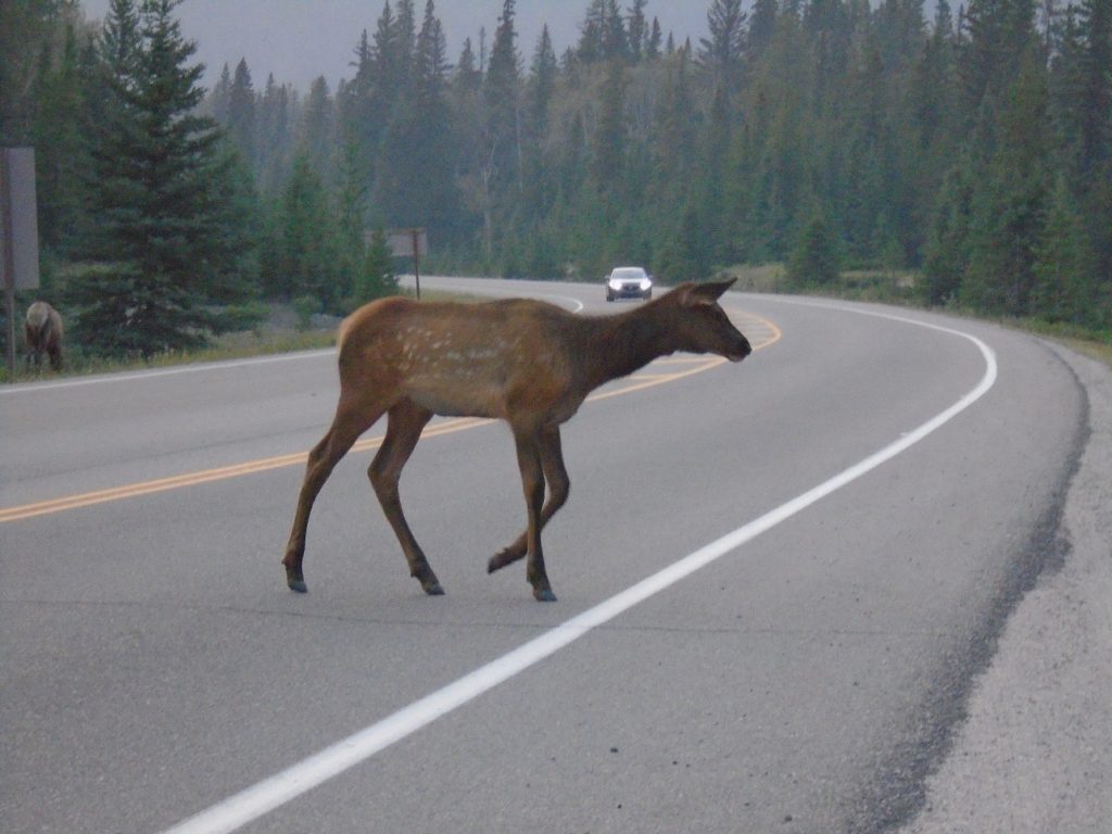 Jasper Wildlife