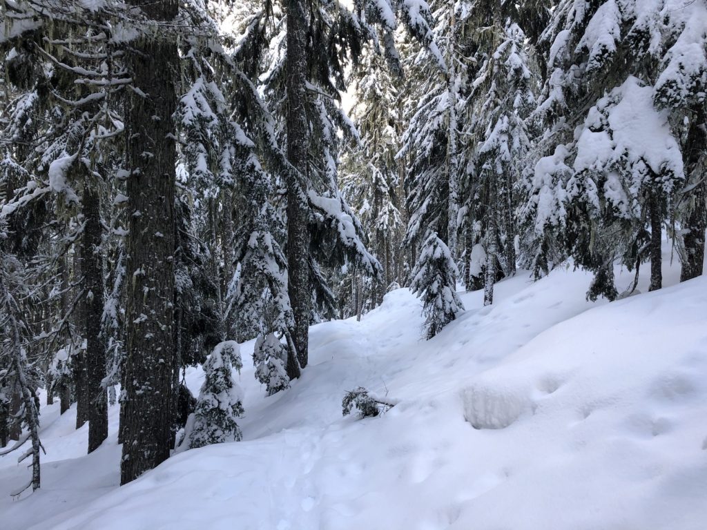 Garibaldi Lake Trail Winter