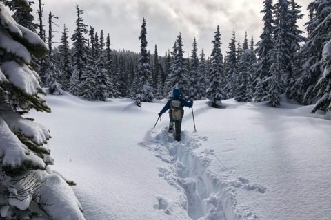 Taylor Meadows in Winter