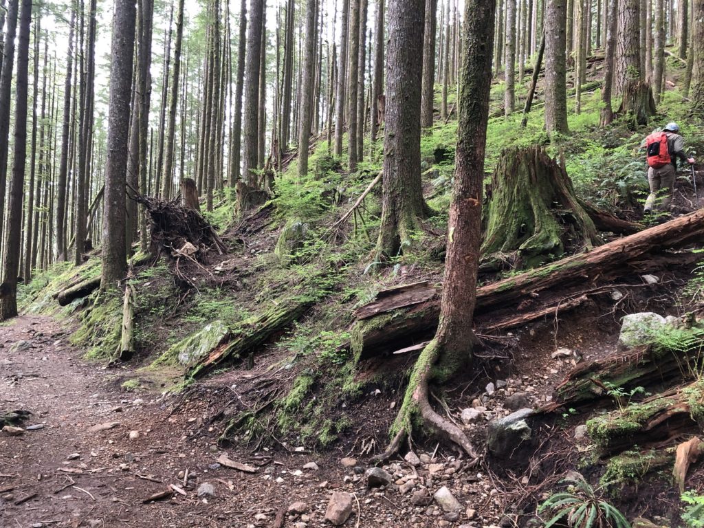 Viewpoint Trail - Evans Peak Golden Ears Park