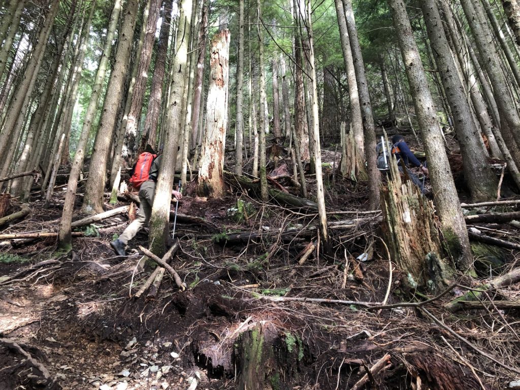 Evans Peak Trail Golden Ears Park