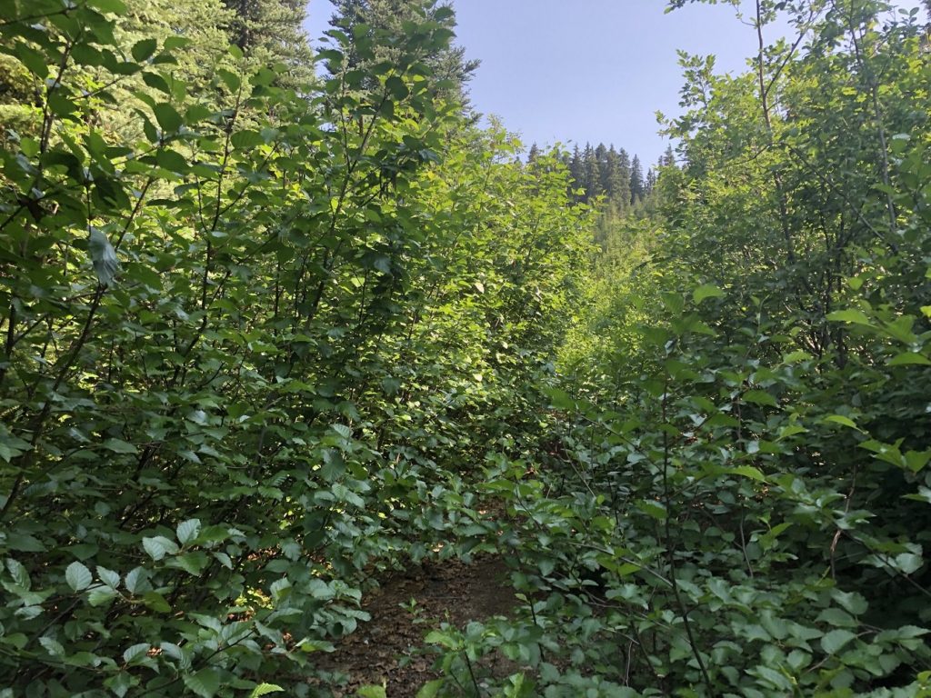 Cerise Creek Summer Trail