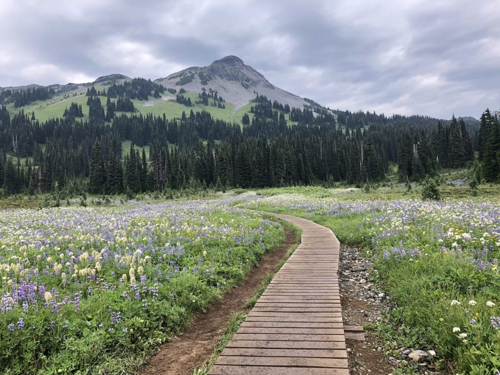Panorama Ridge Viewpoint Trail Wildflowers Meadows