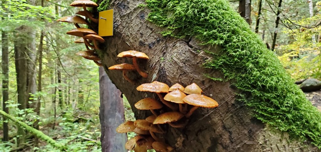 Headwaters Trail Norvan Falls Hike