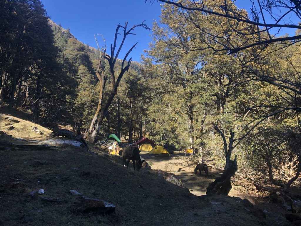 Tali / Forest Camp - Kuari Pass Trek
