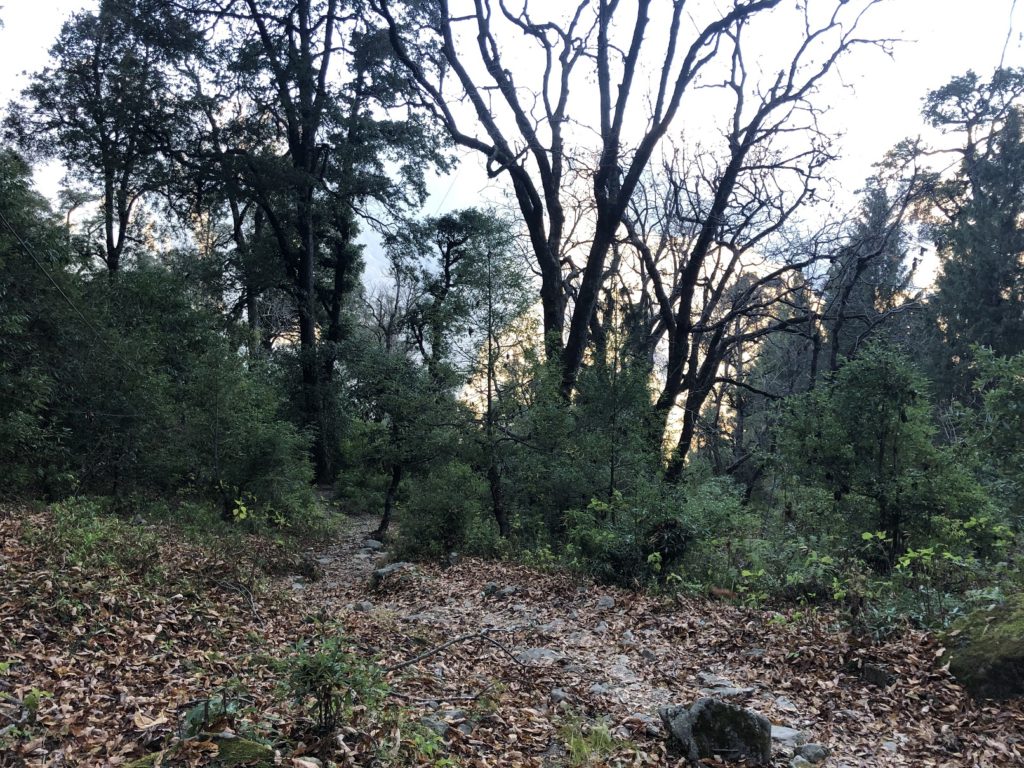 Auli to Joshimath Trail - Kuari Pass Trek