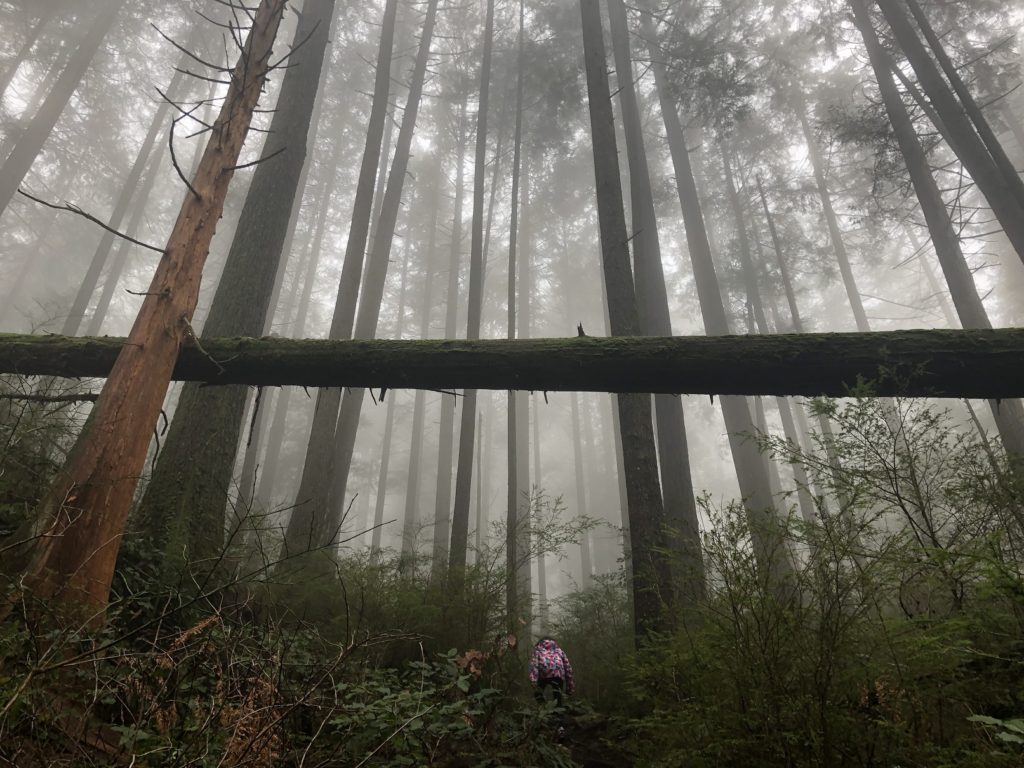 Belcarra Bluffs Hike