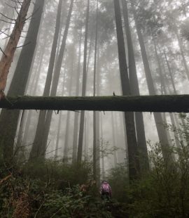 Belcarra Bluffs Hike
