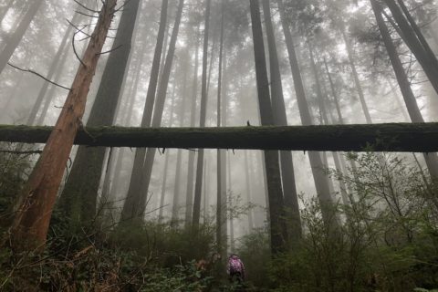 Belcarra Bluffs Hike