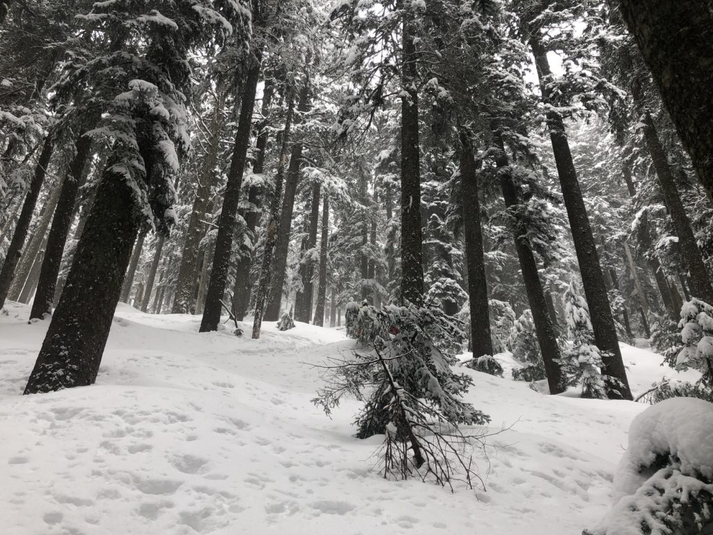 Backcountry Skiing Hollyburn Mountain