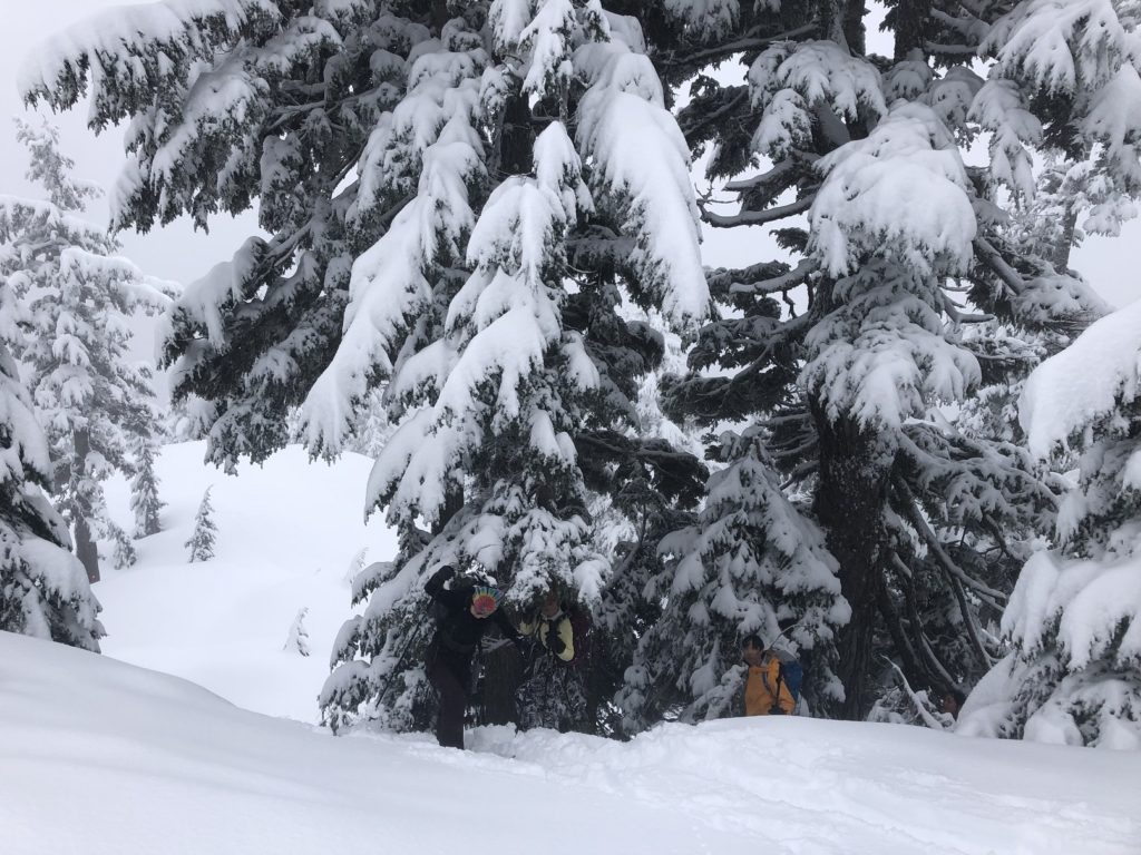 Hollyburn Mountain Backcountry Skiing