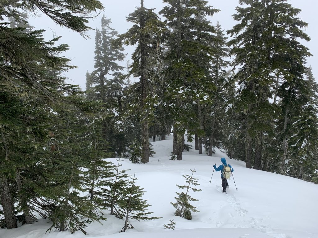 Mount Brunswick Trail in Spring