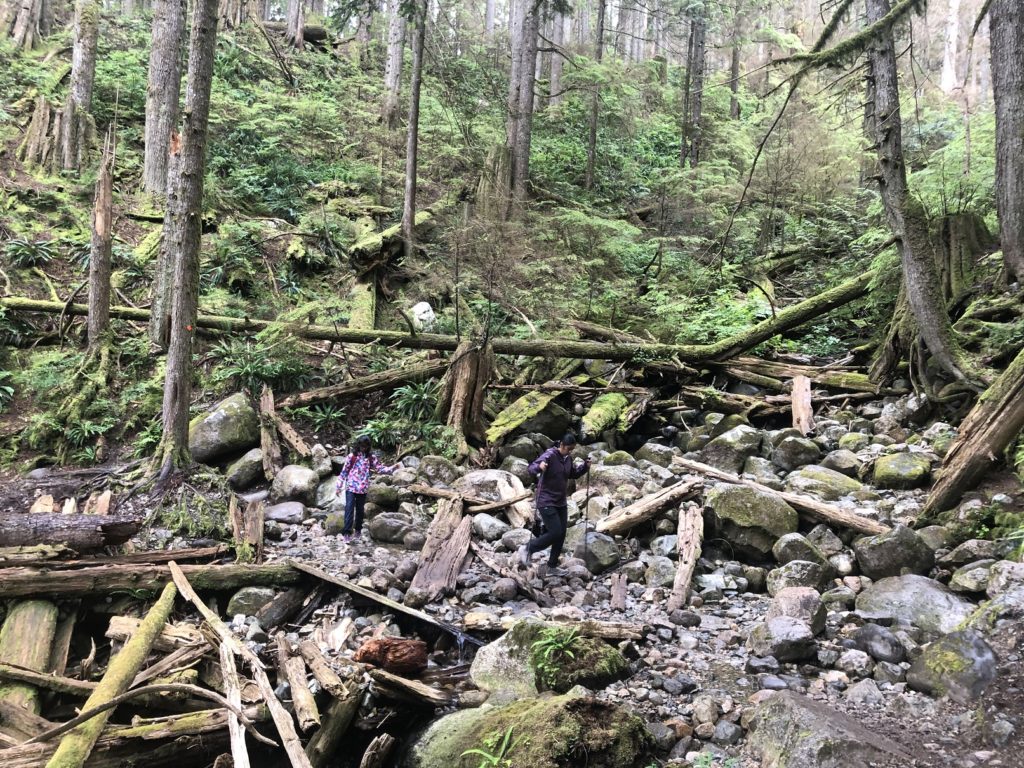 Big Cedar and Kennedy Falls Hike in Lynn Headwaters Regional Park