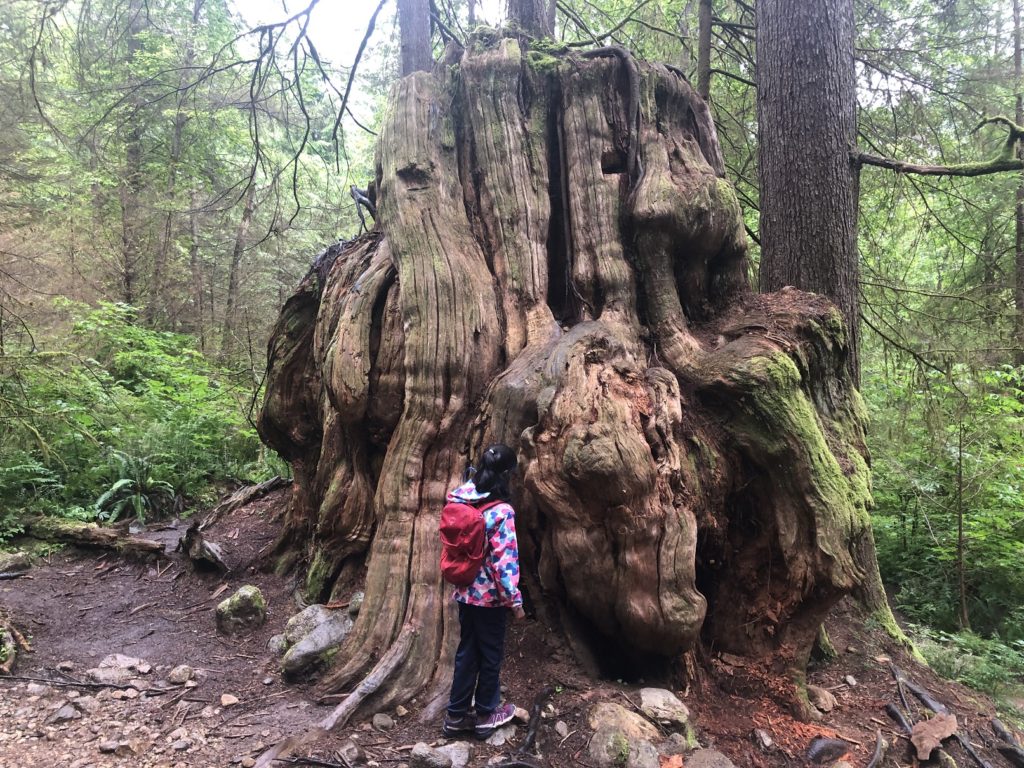 Big Cedar and Kennedy Falls Hike in Lynn Headwaters Regional Park