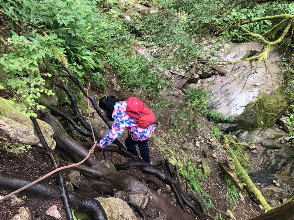 Big Cedar and Kennedy Falls Hike in Lynn Headwaters Regional Park