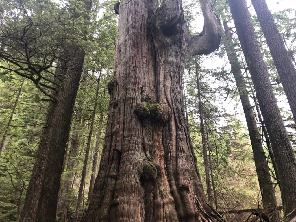 Big Cedar and Kennedy Falls Hike in Lynn Headwaters Regional Park