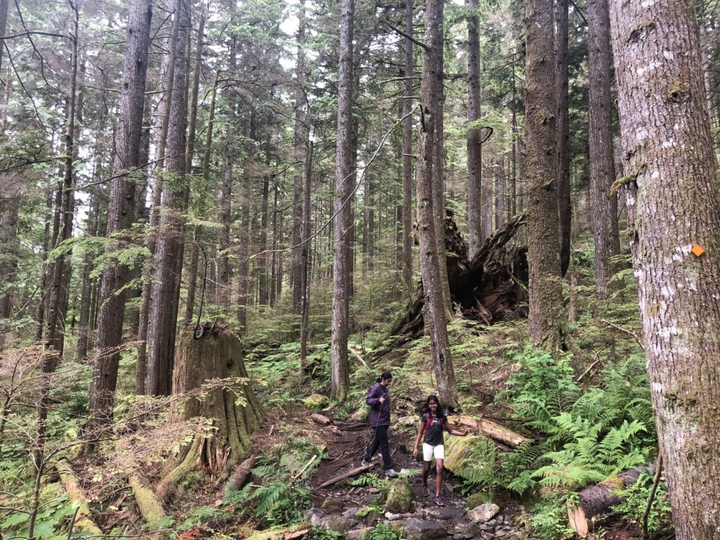 Big Cedar and Kennedy Falls Hike in Lynn Headwaters Regional Park