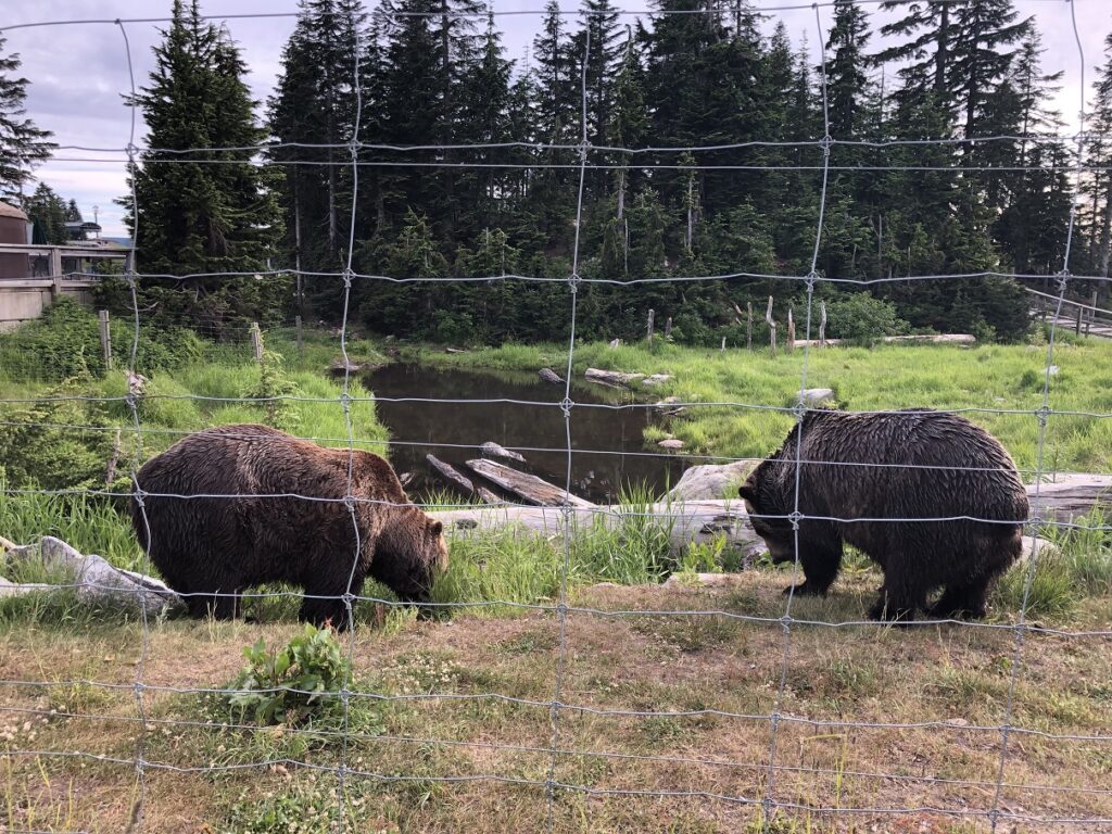 Bella and Coola on Grouse Mountain