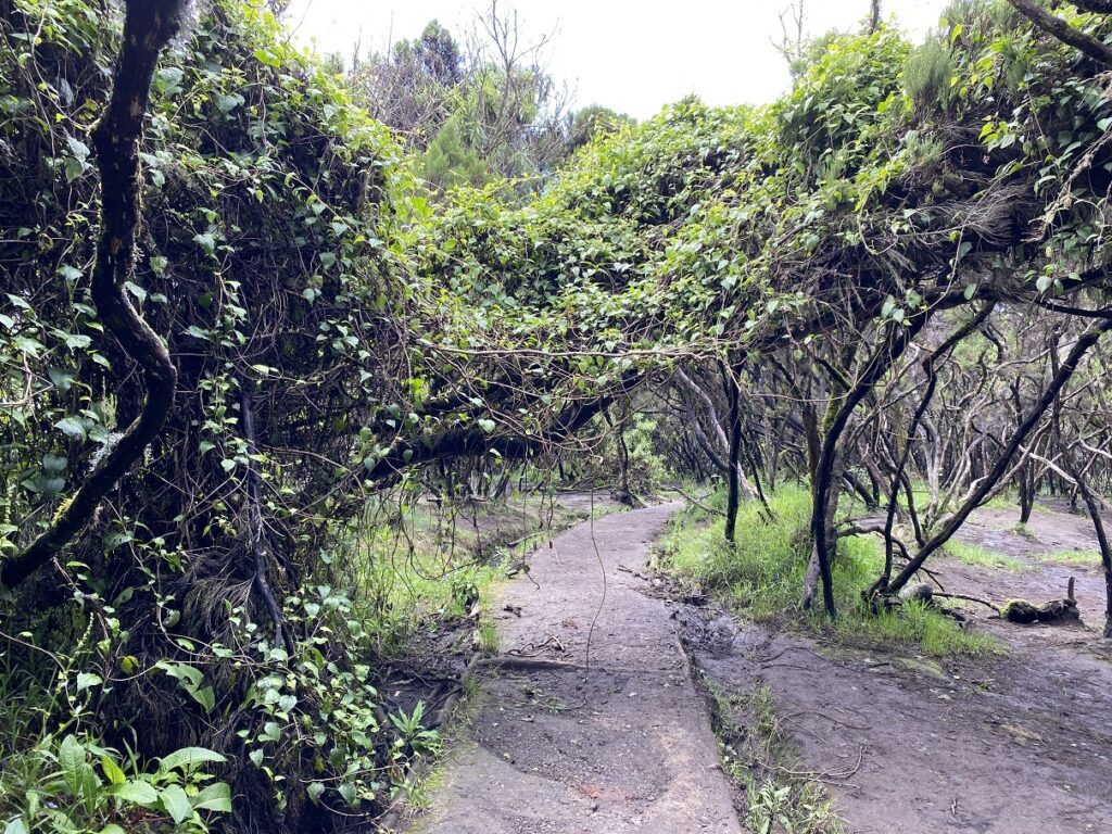 Kilimanjaro Hike from Mweka Hut to Mweka Gate