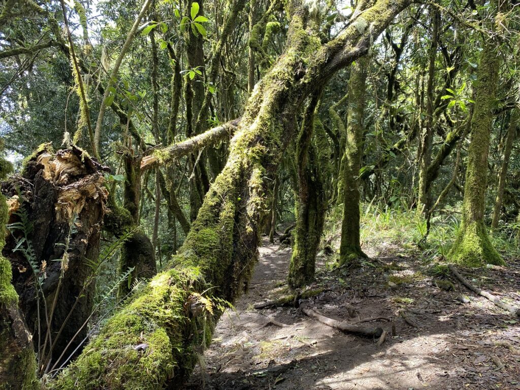 Kilimanjaro Hike from Mweka Hut to Mweka Gate