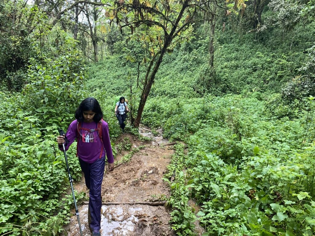 Kilimanjaro Alternative Lemosho Route - Hike to Mti Mkubwa