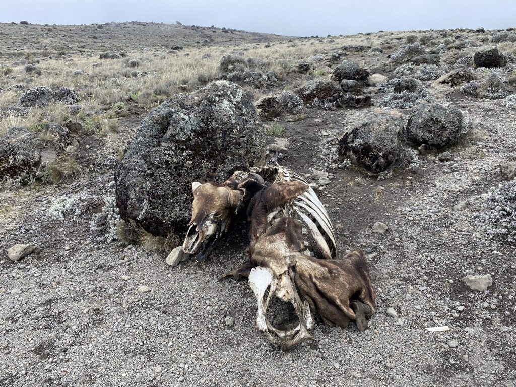 Kilimanjaro Alternative Lemosho Route - Moir Hut to Pofu Campsite