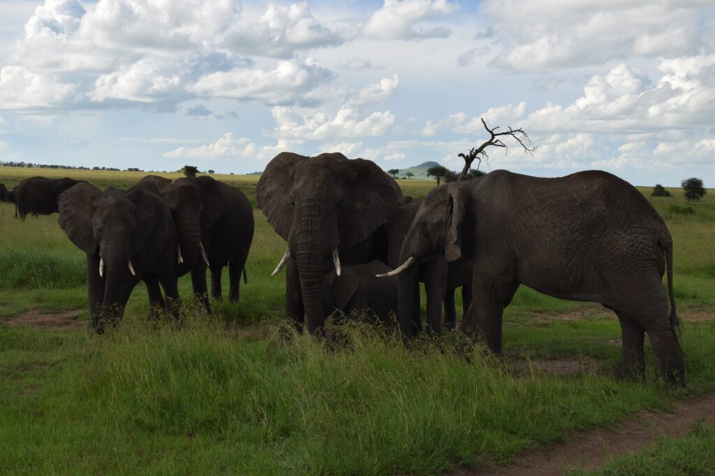 5-Day Tanzania Safari Serengeti National Park - Herd of Elephants