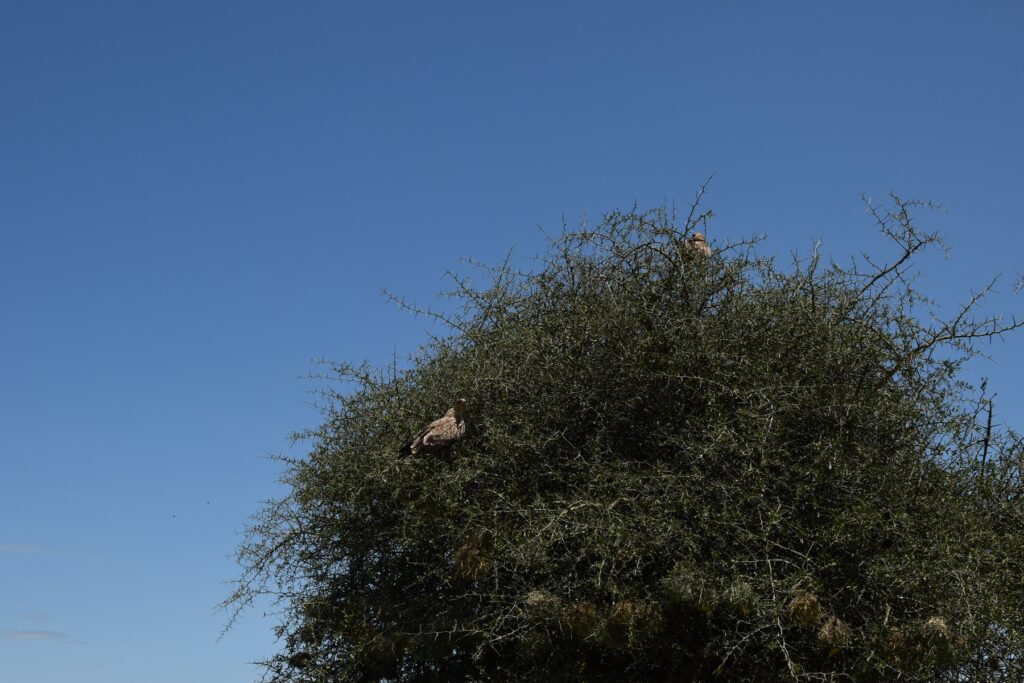 5-Day Tanzania Safari