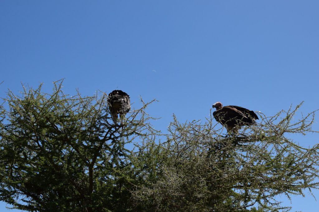 5-Day Tanzania Safari