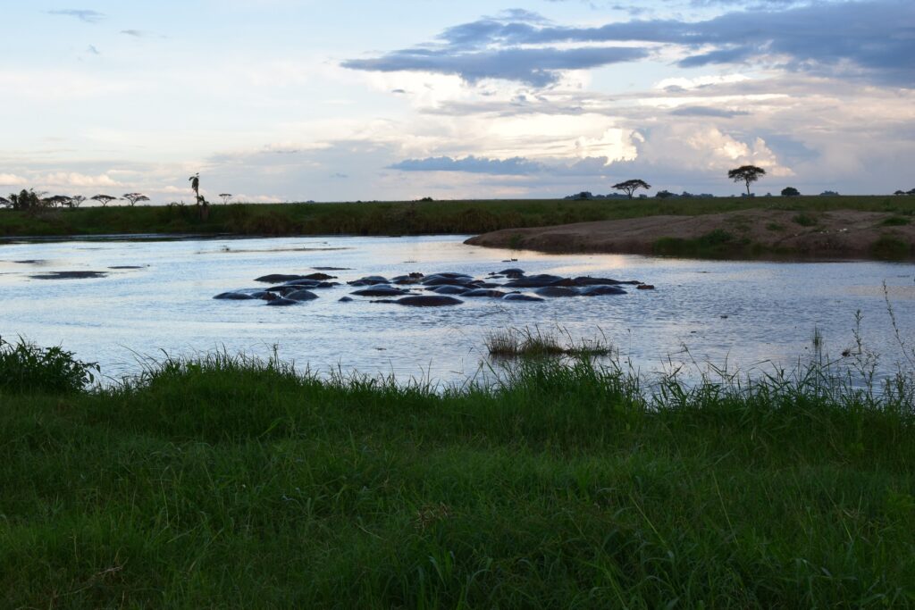 5-Day Tanzania Safari Tarangire Serengeti Ngorongoro