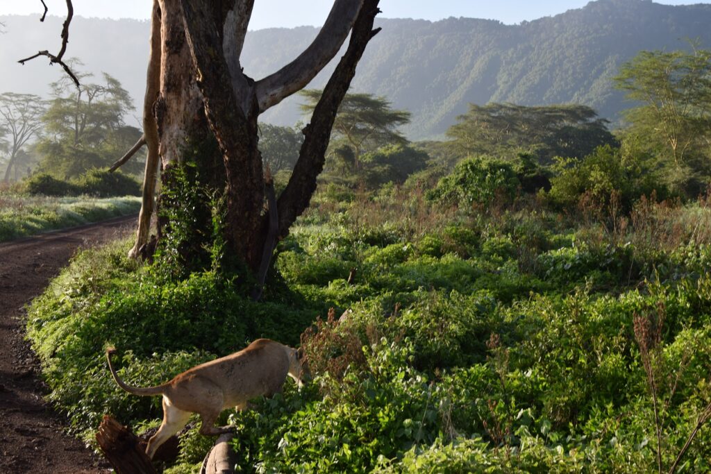 5-Day Tanzania Safari Ngorongoro Crater Lioness