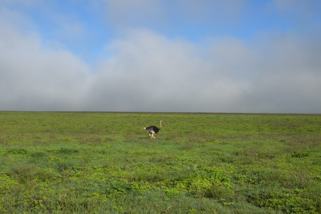 5-Day Tanzania Safari Ngorongoro Crater Ostrich