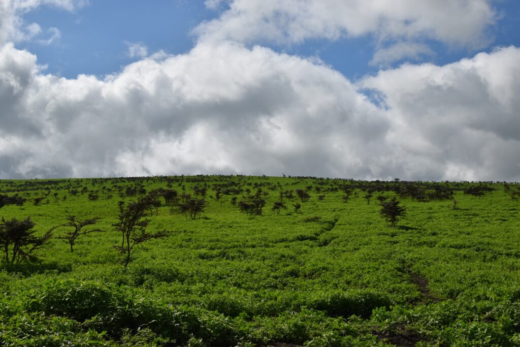 5-Day Tanzania Safari Serengeti Ngorongoro Tarangire