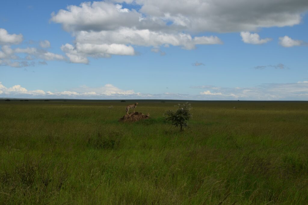 5-Day Tanzania Safari Cheetahs in Serengeti