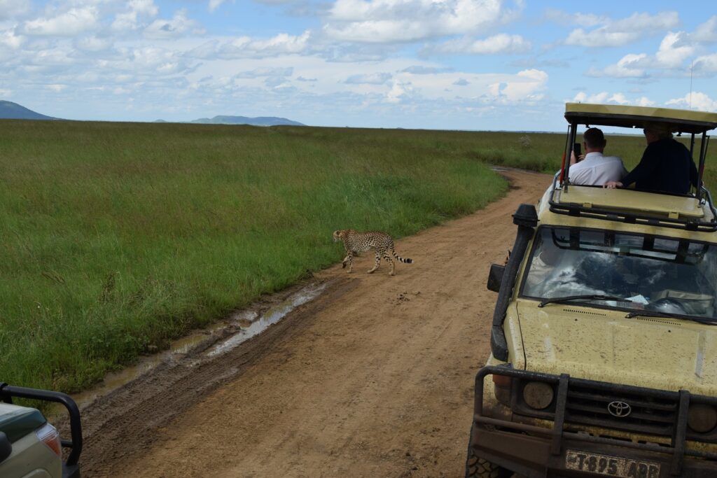 5-Day Tanzania Safari Cheetahs in Serengeti