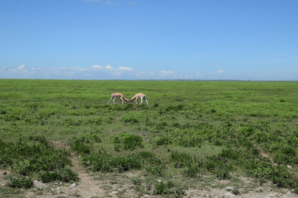5-Day Tanzania Safari Serengeti National Park Gazelles