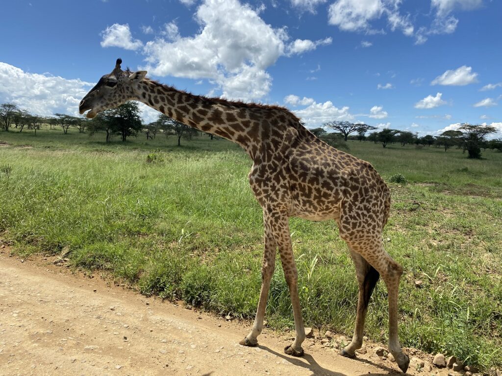 Serengeti National Park Giraffe