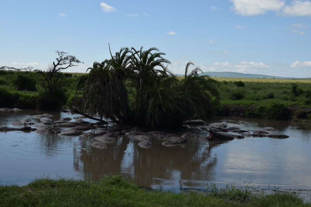 Serengeti National Park - Hippos