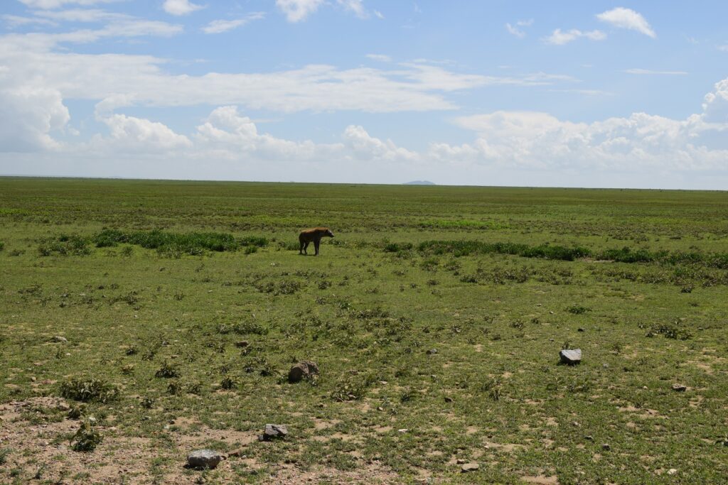 5-Day Tanzania Safari Serengeti National Park Hyena