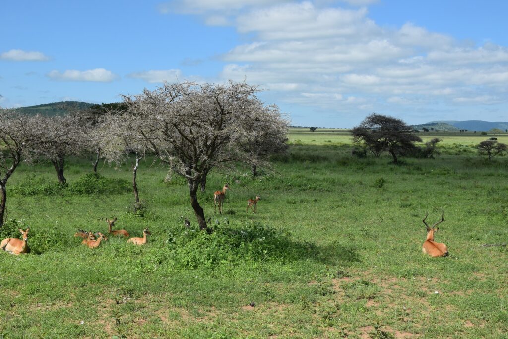 Serengeti National Park Impalas
