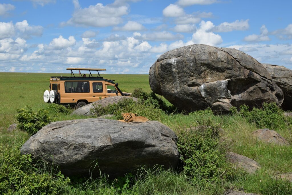 5-Day Tanzania Safari Serengeti National Park - Lion Cubs