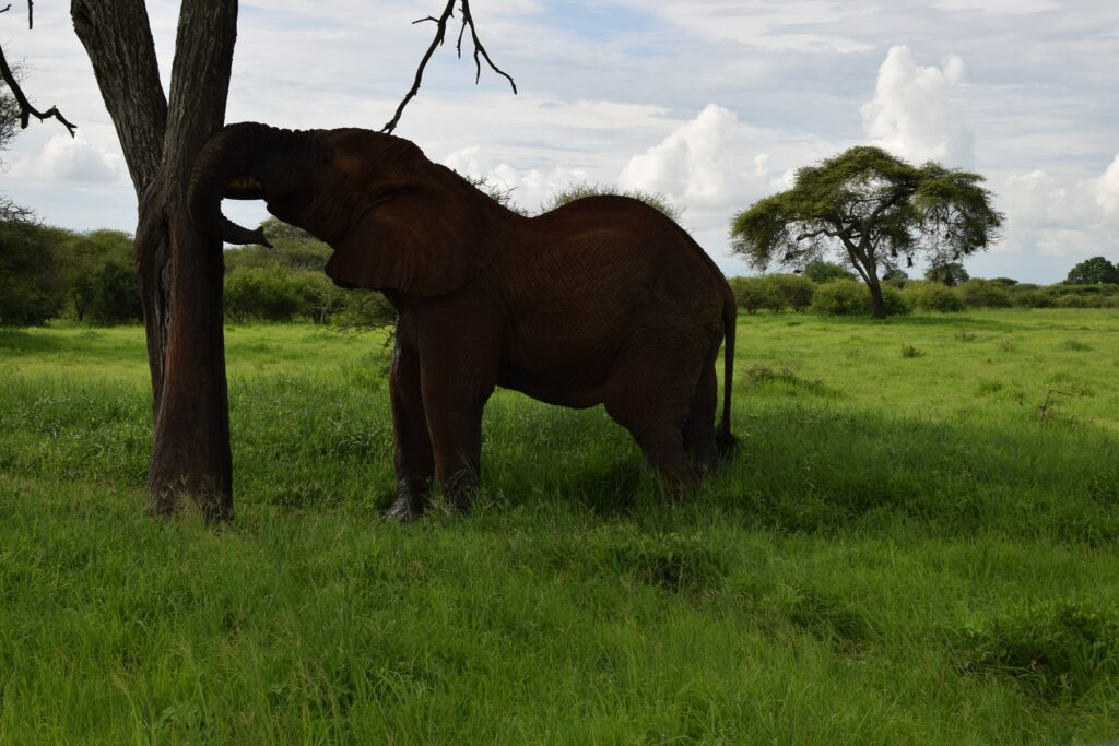5-Day Tanzania Safari Serengeti Ngorongoro Tarangire