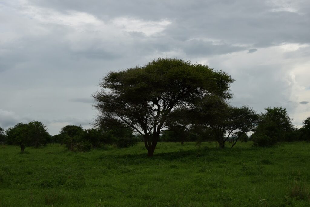 Tarangire National Park - Leopard