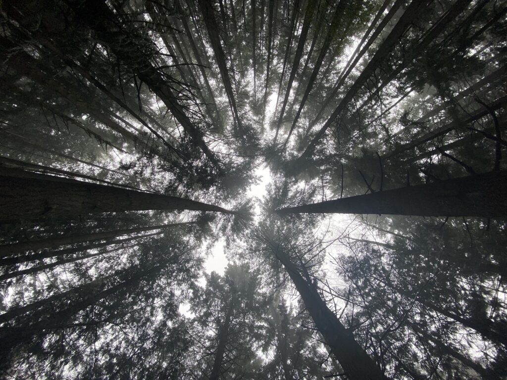 Oyster Dome Hike Washington