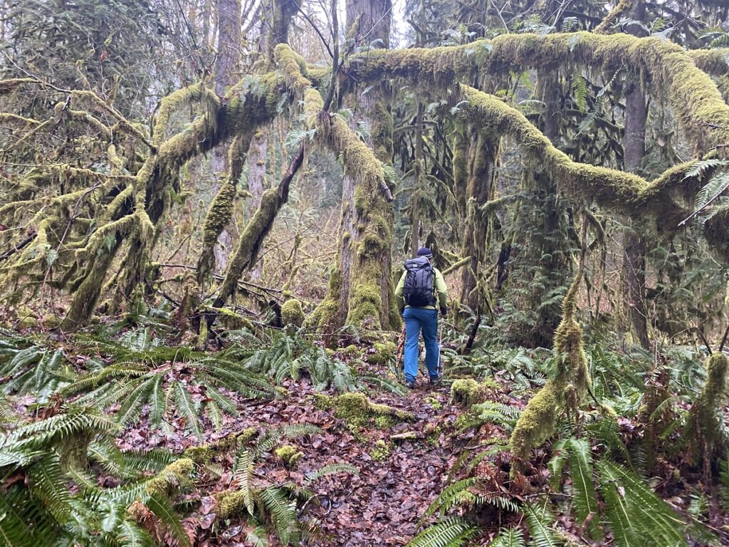 Eagle Mountain Hike - Rainforest Wonderland