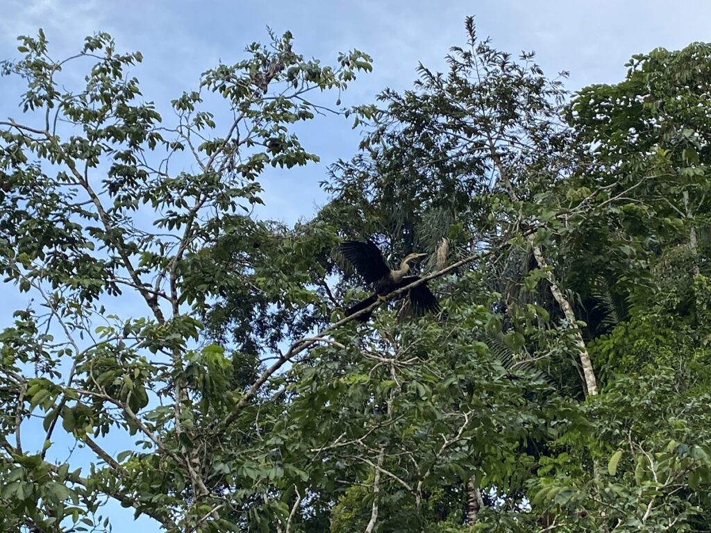Ecuador Amazon Anhinga