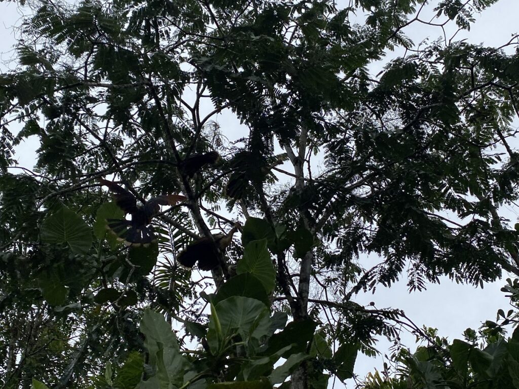 Ecuador Amazon - Hoatzin